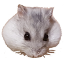 Windie - the sporty dwarf hamster